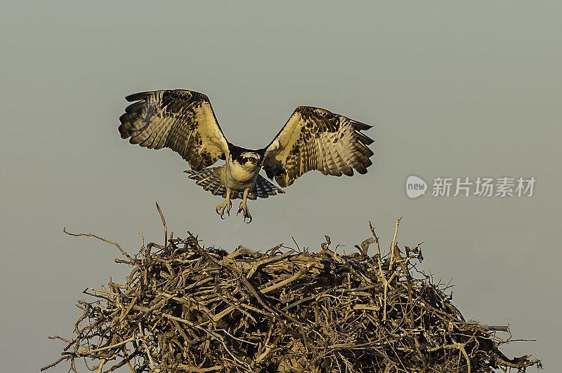 鱼鹰(Pandion haliaetus)，也被称为鱼鹰、海鹰、河鹰和鱼鹰，发现于圣伊格纳西奥泻湖。在一根杆子上筑一个巢。